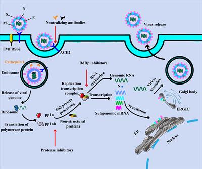 Innate and adaptive immune response in SARS-CoV-2 infection-Current perspectives